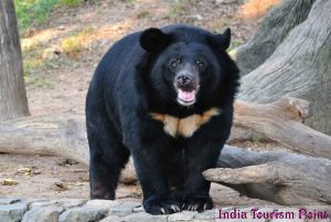 Bandhavgarh National Park Bear Images