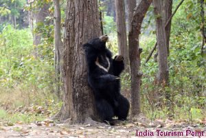 Bandhavgarh National Park Bear Photos