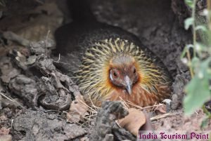 Bandhavgarh National Park Gallery