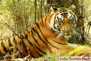 Bandhavgarh National Park Image