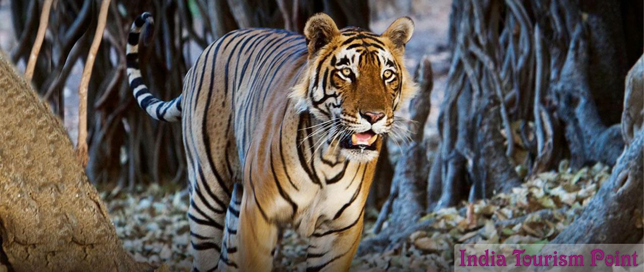 Bandhavgarh National Park Images