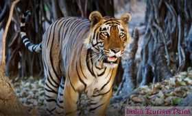 Bandhavgarh National Park Images