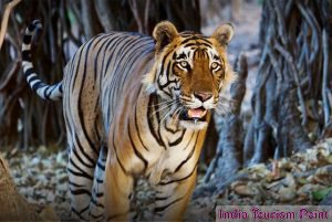 Bandhavgarh National Park Images