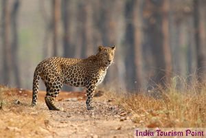 Bandhavgarh National Park Leopard Photos