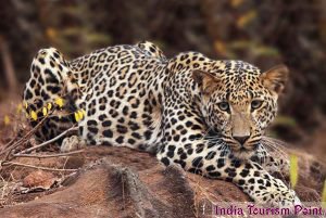 Bandhavgarh National Park Leopard Pics