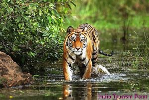 Bandhavgarh National Park Photo