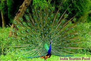 Bandhavgarh National Park Pictures