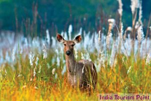 Bandhavgarh National Park Stills