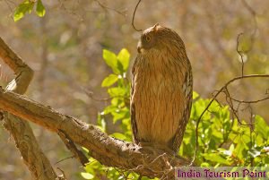 Bandhavgarh National Park Wallpaper