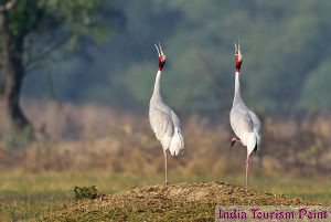 Bharatpur Bird Sanctuary Image