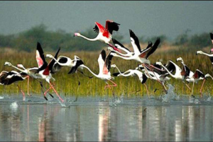 Bharatpur Bird Sanctuary Images