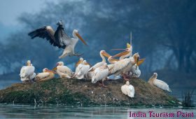 Bharatpur Bird Sanctuary Wallpapers