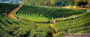 Darjeeling Tea Plant Image