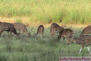 Kanha National Park Image Gallery