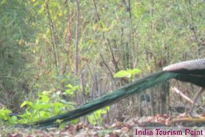 Kanha National Park Image Photo