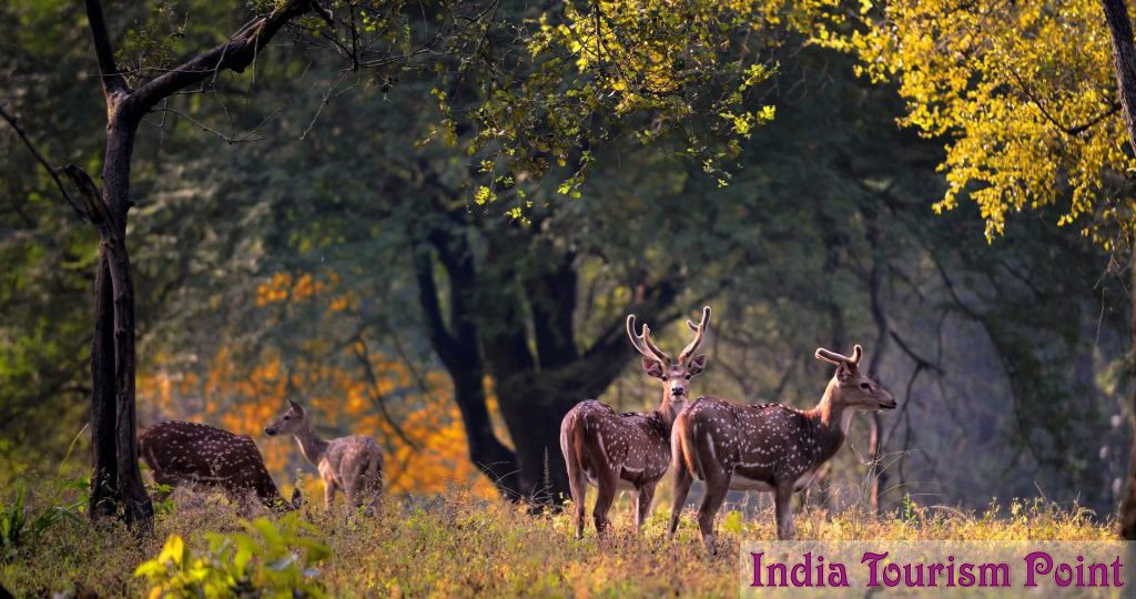 Kanha National Park Photo