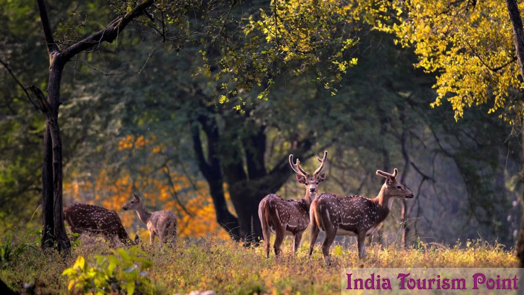 Kanha National Park Photo