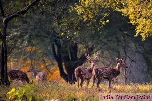 Kanha National Park Photo