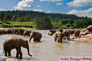 Kanha National Park Photos