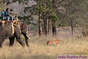 Kanha National Park Pic