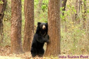 Kanha National Park Pics