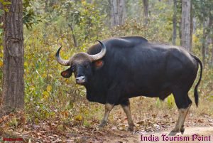 Kanha National Park Stills