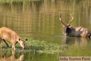 Kanha National Park Wallpapers