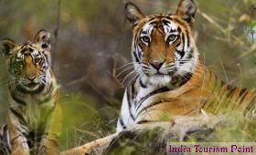 Kaziranga National Park Tourism Tiger Image