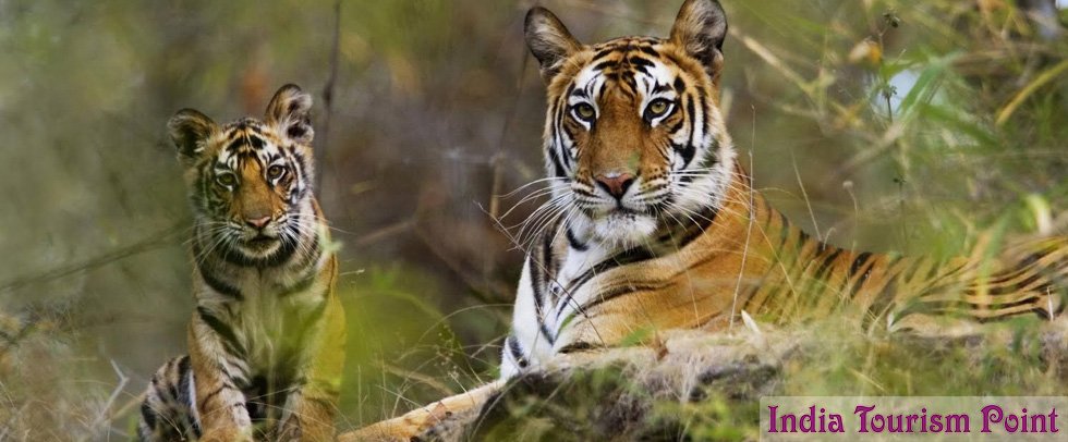 Kaziranga National Park Tourism Tiger Image