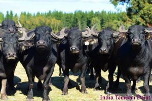 Kaziranga National Park Wild Buffaloes Gallery