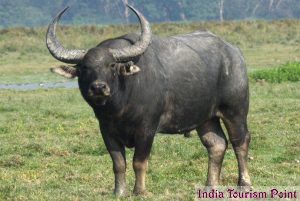 Kaziranga National Park Wild Buffaloes Photos