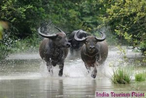 Kaziranga National Park Wild Buffaloes Pics