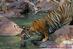 Ranthambore Tiger Reserve Image Pic