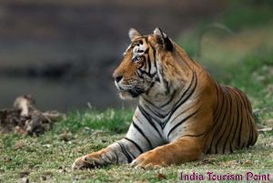 Ranthambore Tiger Reserve Photo Images