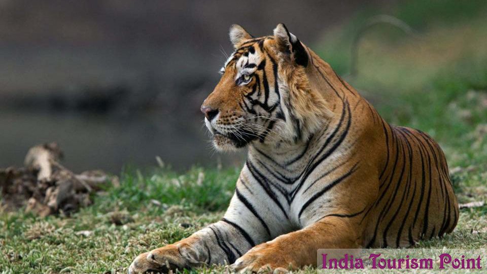 Ranthambore Tiger Reserve Photo Images
