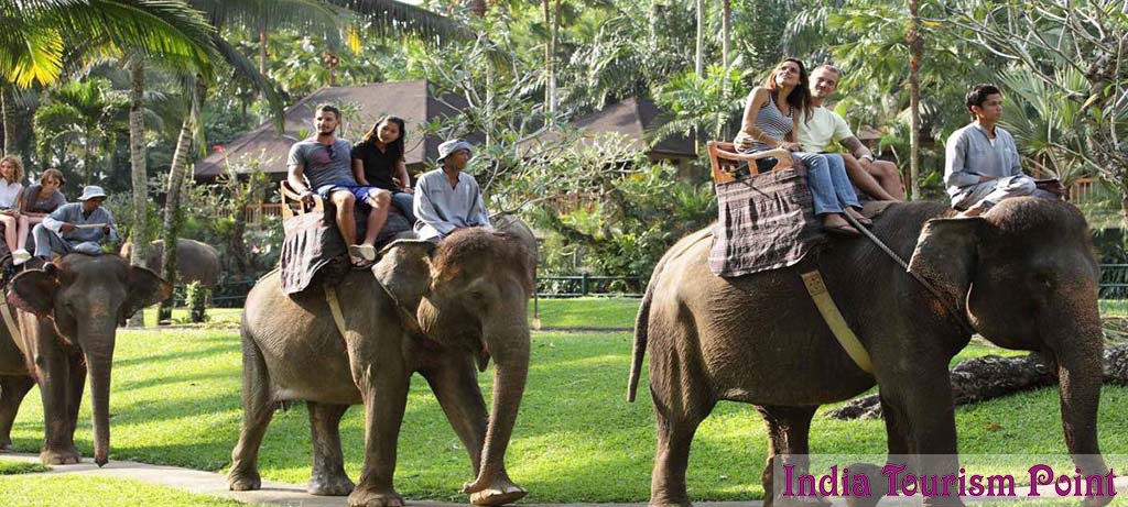 Elephant Safari Tour and Tourism Image Gallery