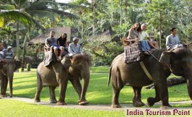 Elephant Safari Tour and Tourism Image Gallery