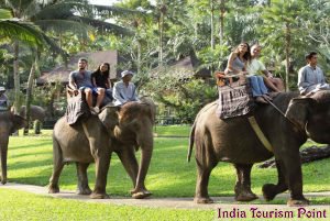 Elephant Safari Tour and Tourism Image Gallery