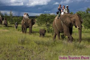 Elephant Safari Tourism Pic