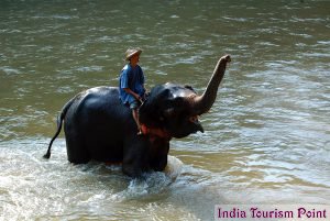 Elephant Safari Tourism Stills